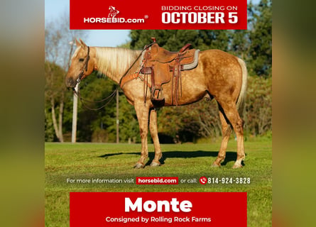 American Quarter Horse, Gelding, 12 years, Palomino