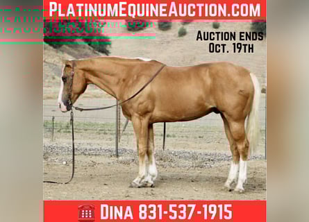 American Quarter Horse, Gelding, 12 years, Palomino