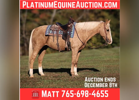 American Quarter Horse, Gelding, 12 years, Palomino