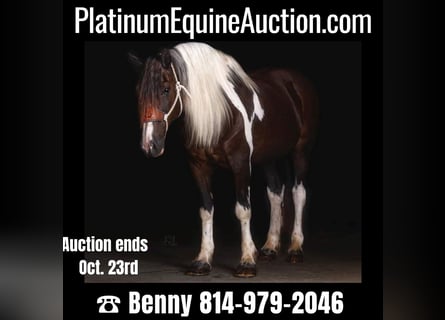 American Quarter Horse, Gelding, 12 years, Tobiano-all-colors