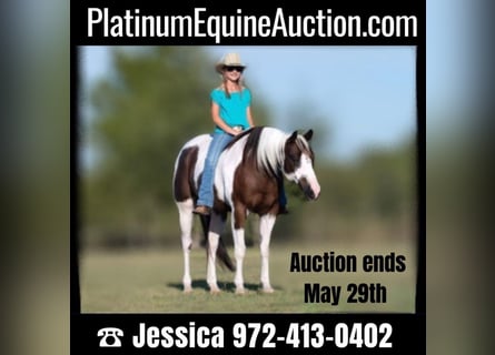 American Quarter Horse, Gelding, 12 years, Tobiano-all-colors