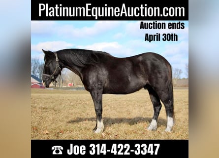 American Quarter Horse, Gelding, 13 years, 14.2 hh, Black