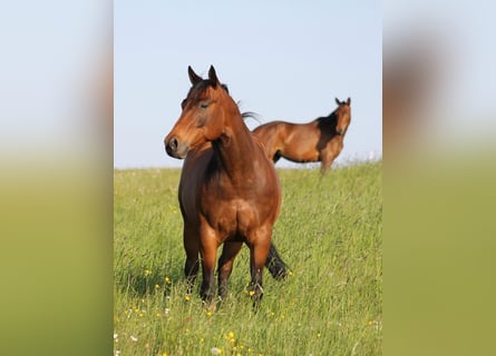 American Quarter Horse, Gelding, 13 years, 14.2 hh, Brown