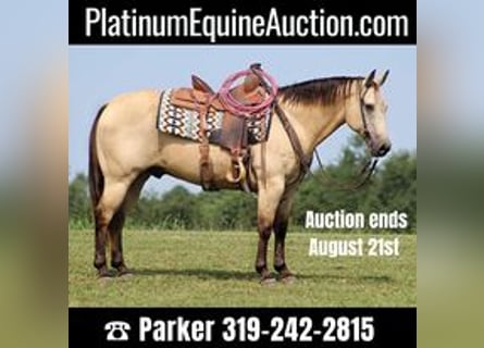 American Quarter Horse, Gelding, 13 years, 14.2 hh, Buckskin