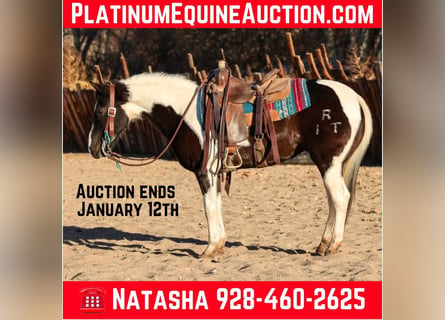 American Quarter Horse, Gelding, 13 years, 14,2 hh, Tobiano-all-colors