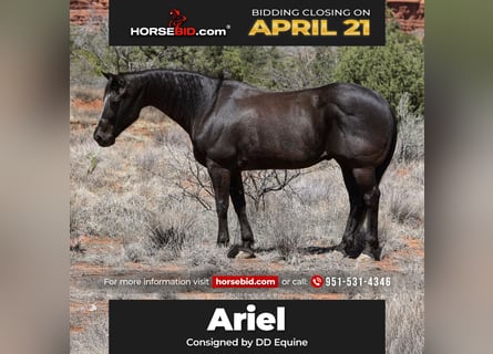 American Quarter Horse, Gelding, 13 years, 14.3 hh, Black