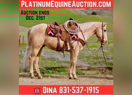 American Quarter Horse, Gelding, 13 years, 14.3 hh, Palomino