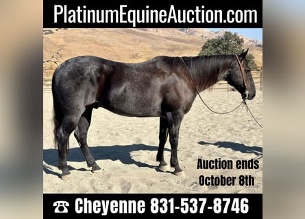 American Quarter Horse, Gelding, 13 years, 14,3 hh, Roan-Blue