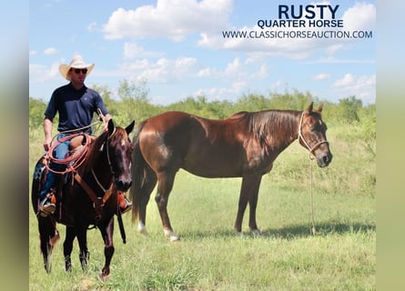 American Quarter Horse, Wallach, 13 Jahre, 14 hh, Dunkelfuchs