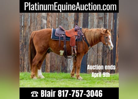 American Quarter Horse, Gelding, 13 years, 14 hh, Overo-all-colors