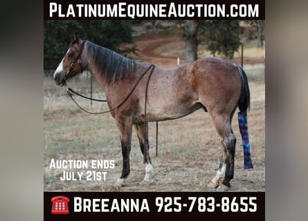 American Quarter Horse, Gelding, 13 years, 14 hh, Roan-Bay