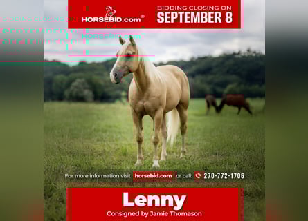 American Quarter Horse, Gelding, 13 years, 14,1 hh, Palomino
