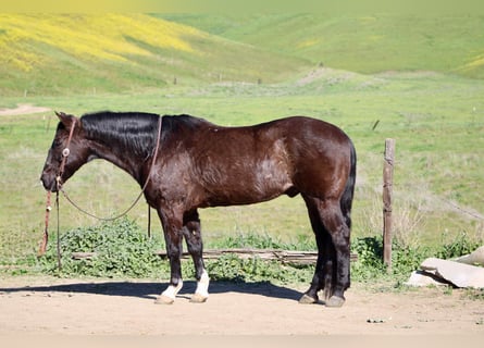 American Quarter Horse, Gelding, 13 years, 14,2 hh, Black