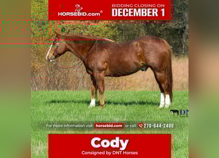 American Quarter Horse, Gelding, 13 years, 14,2 hh, Chestnut