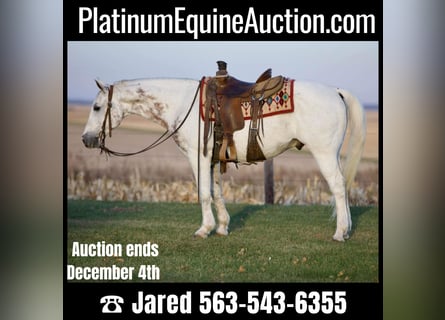 American Quarter Horse, Gelding, 13 years, 14,2 hh, Gray