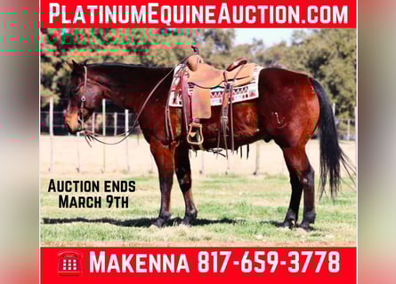 American Quarter Horse, Gelding, 13 years, 14,3 hh, Bay