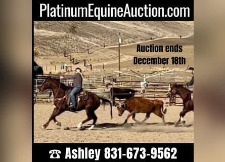American Quarter Horse, Gelding, 13 years, 14,3 hh, Chestnut