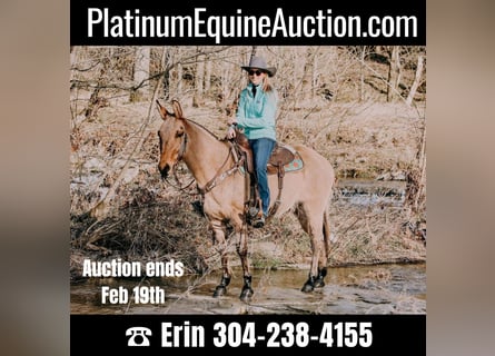 American Quarter Horse, Gelding, 13 years, 14,3 hh, Dun