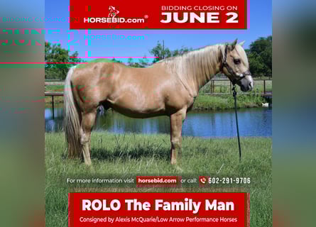 American Quarter Horse, Gelding, 13 years, 14,3 hh, Palomino