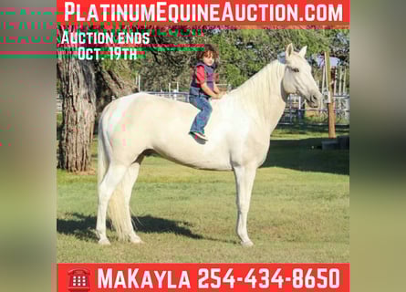 American Quarter Horse, Gelding, 13 years, 14,3 hh, Palomino