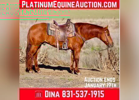 American Quarter Horse, Gelding, 13 years, 14,3 hh, Red Dun