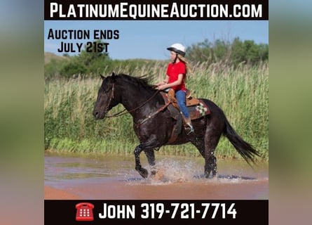 American Quarter Horse, Gelding, 13 years, 15.1 hh, Black