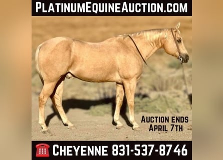 American Quarter Horse, Gelding, 13 years, 15,1 hh, Palomino