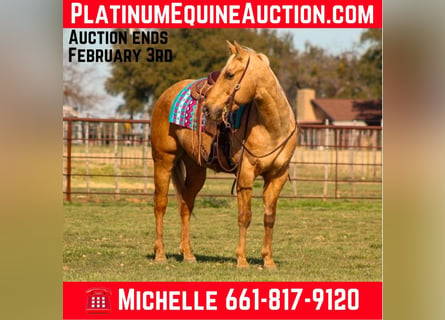 American Quarter Horse, Gelding, 13 years, 15,1 hh, Palomino