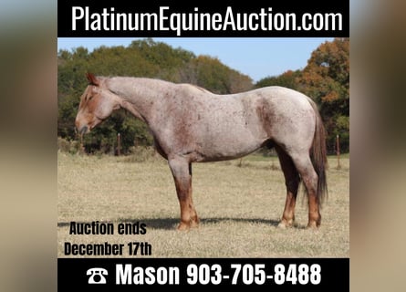 American Quarter Horse, Gelding, 13 years, 15.2 hh, Roan-Red