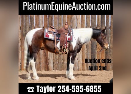 American Quarter Horse, Gelding, 13 years, 15.2 hh, Tobiano-all-colors