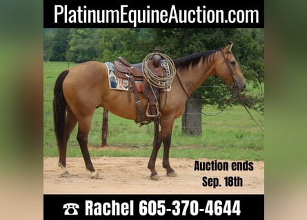 American Quarter Horse, Gelding, 13 years, 15 hh, Buckskin