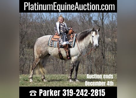 American Quarter Horse, Gelding, 13 years, 15 hh, Gray-Dapple