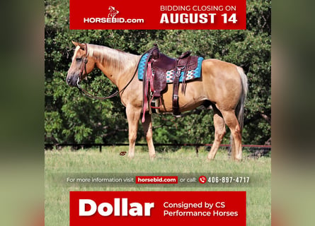 American Quarter Horse, Gelding, 13 years, 15 hh, Palomino
