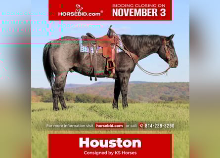 American Quarter Horse, Gelding, 13 years, 15 hh, Roan-Blue