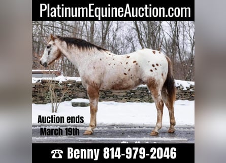 American Quarter Horse, Gelding, 13 years, 15 hh, Roan-Red
