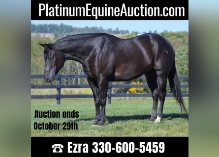 American Quarter Horse, Gelding, 13 years, 15,1 hh, Black