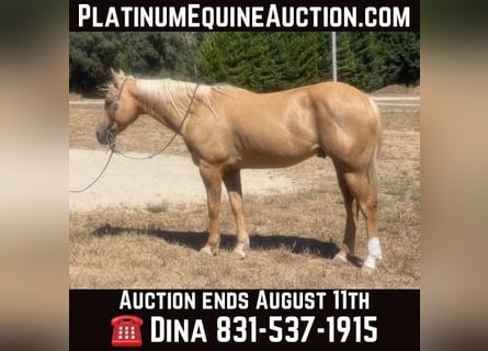 American Quarter Horse, Gelding, 13 years, 15,1 hh, Palomino