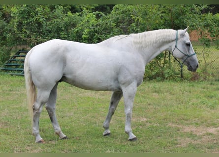American Quarter Horse, Gelding, 13 years, 15,3 hh, Grey