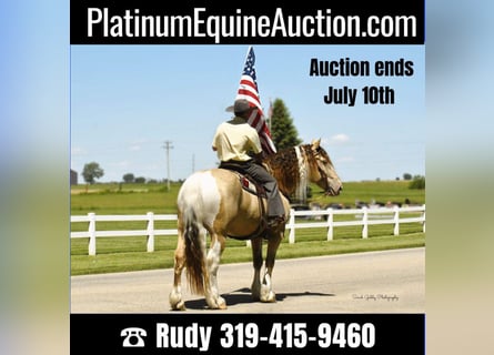 American Quarter Horse, Gelding, 13 years, 16 hh, Champagne
