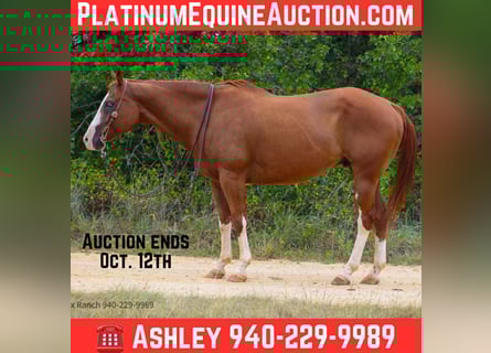 American Quarter Horse, Gelding, 13 years, 16 hh, Chestnut