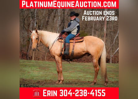 American Quarter Horse, Gelding, 13 years, 16 hh, Palomino