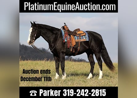 American Quarter Horse, Gelding, 13 years, Black