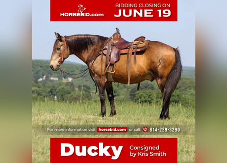 American Quarter Horse, Gelding, 13 years, Buckskin