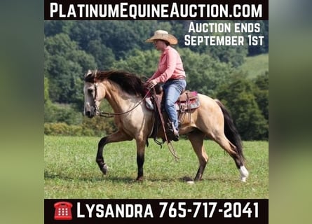 American Quarter Horse, Gelding, 13 years, Buckskin