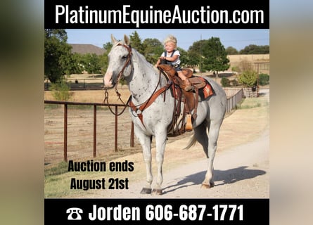 American Quarter Horse, Gelding, 13 years, Gray