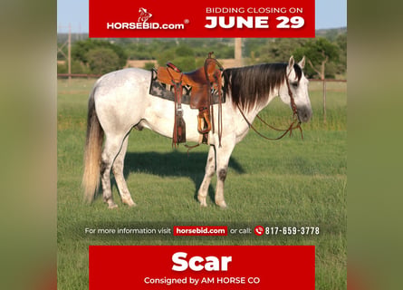 American Quarter Horse, Gelding, 13 years, Grey