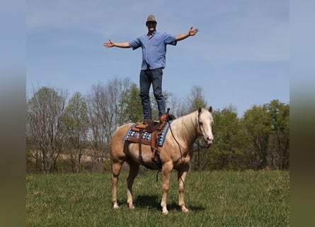 American Quarter Horse, Gelding, 13 years, Palomino