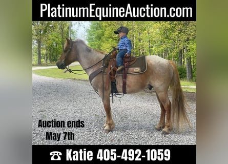 American Quarter Horse, Gelding, 14 years, 13,2 hh, Roan-Red