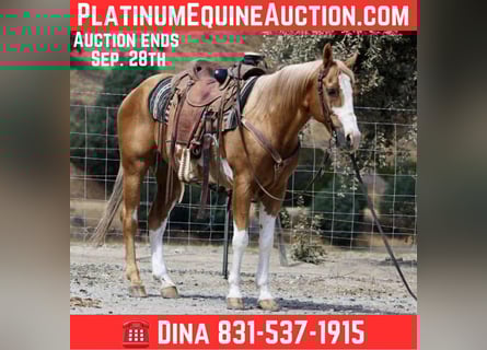 American Quarter Horse, Gelding, 14 years, 14.1 hh, Overo-all-colors