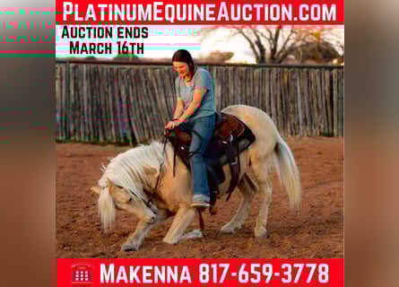 American Quarter Horse, Gelding, 14 years, 14.1 hh, Palomino